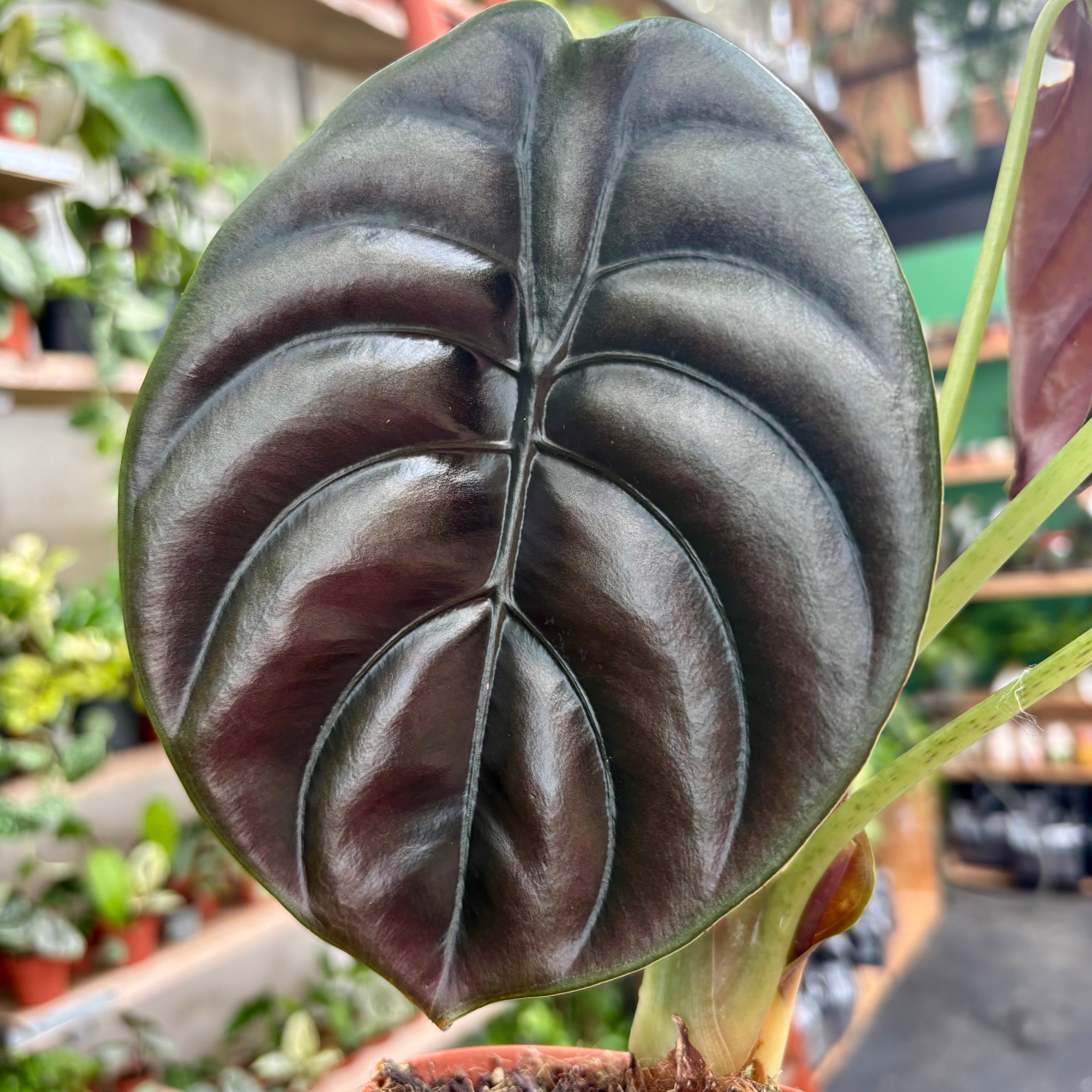 Alocasia Cuprea 'Red Secret' in a 11-13cm pot at The Watered Garden