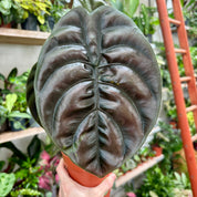 Alocasia Cuprea 'Red Secret' in a 11-13cm pot at The Watered Garden
