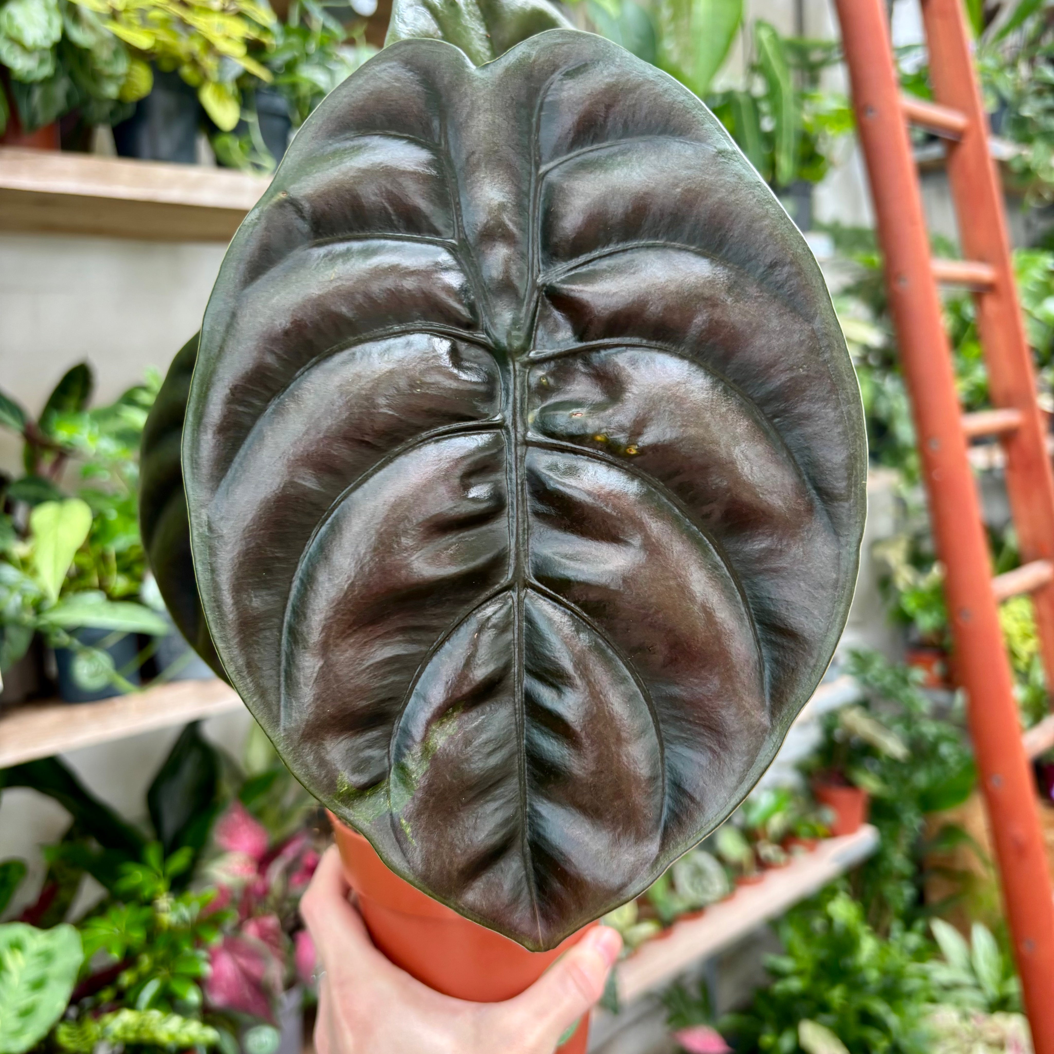 Alocasia Cuprea 'Red Secret' in a 11-13cm pot at The Watered Garden