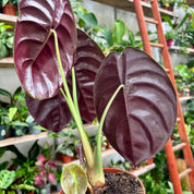 Alocasia Cuprea 'Red Secret' in a 11-13cm pot at The Watered Garden