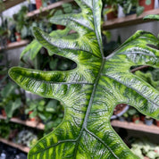 Alocasia Tandurusa 'Jacklyn' in 11-13cm Pot at The Watered Garden