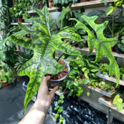 Alocasia Tandurusa 'Jacklyn' in 11-13cm Pot at The Watered Garden