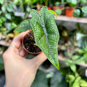 Alocasia Tandurusa 'Jacklyn' in 5-7cm Pot at The Watered Garden