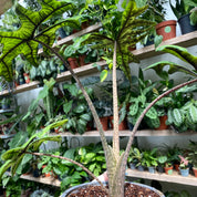 Alocasia Tandurusa 'Jacklyn' in 11-13cm Pot at The Watered Garden