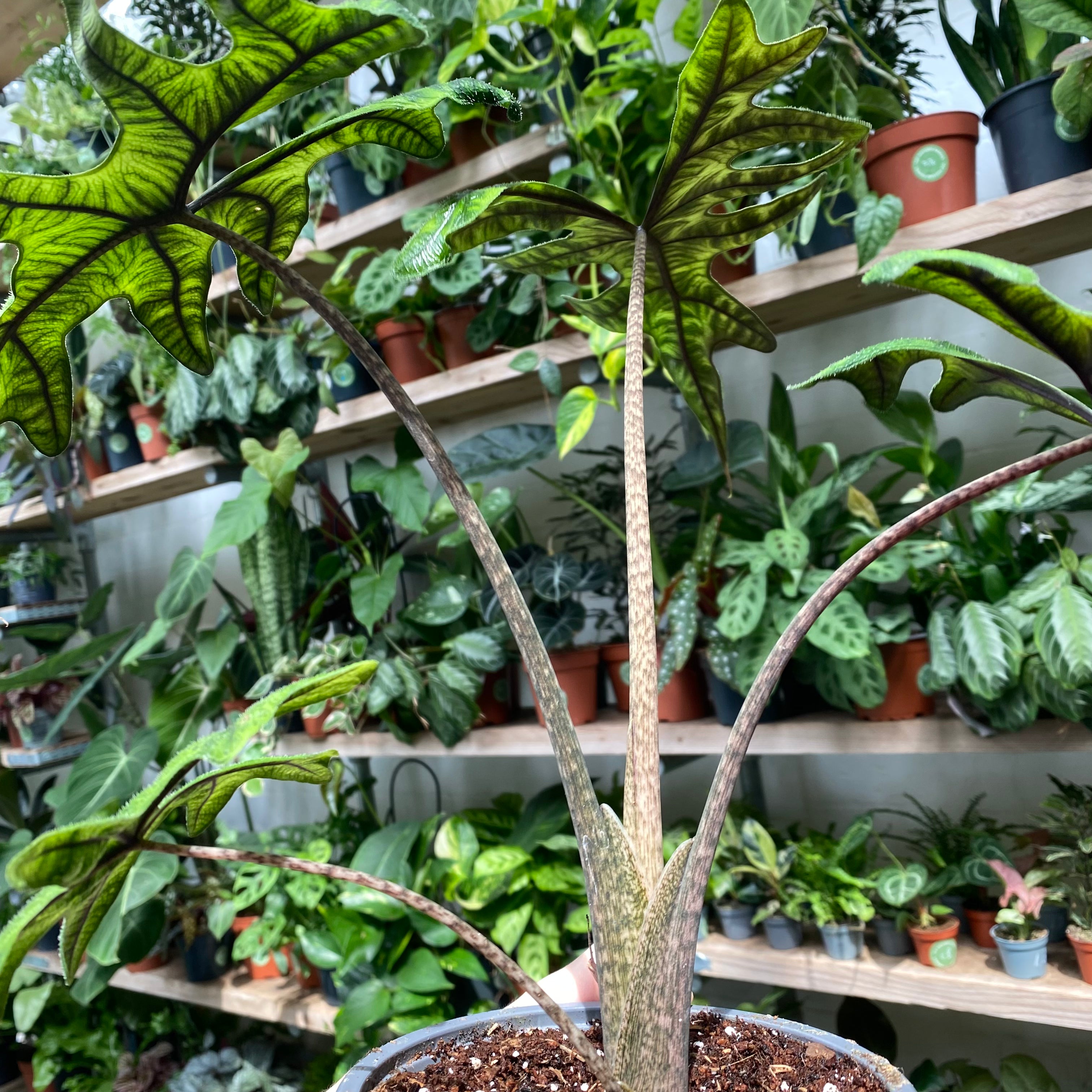 Alocasia Tandurusa 'Jacklyn' in 11-13cm Pot at The Watered Garden