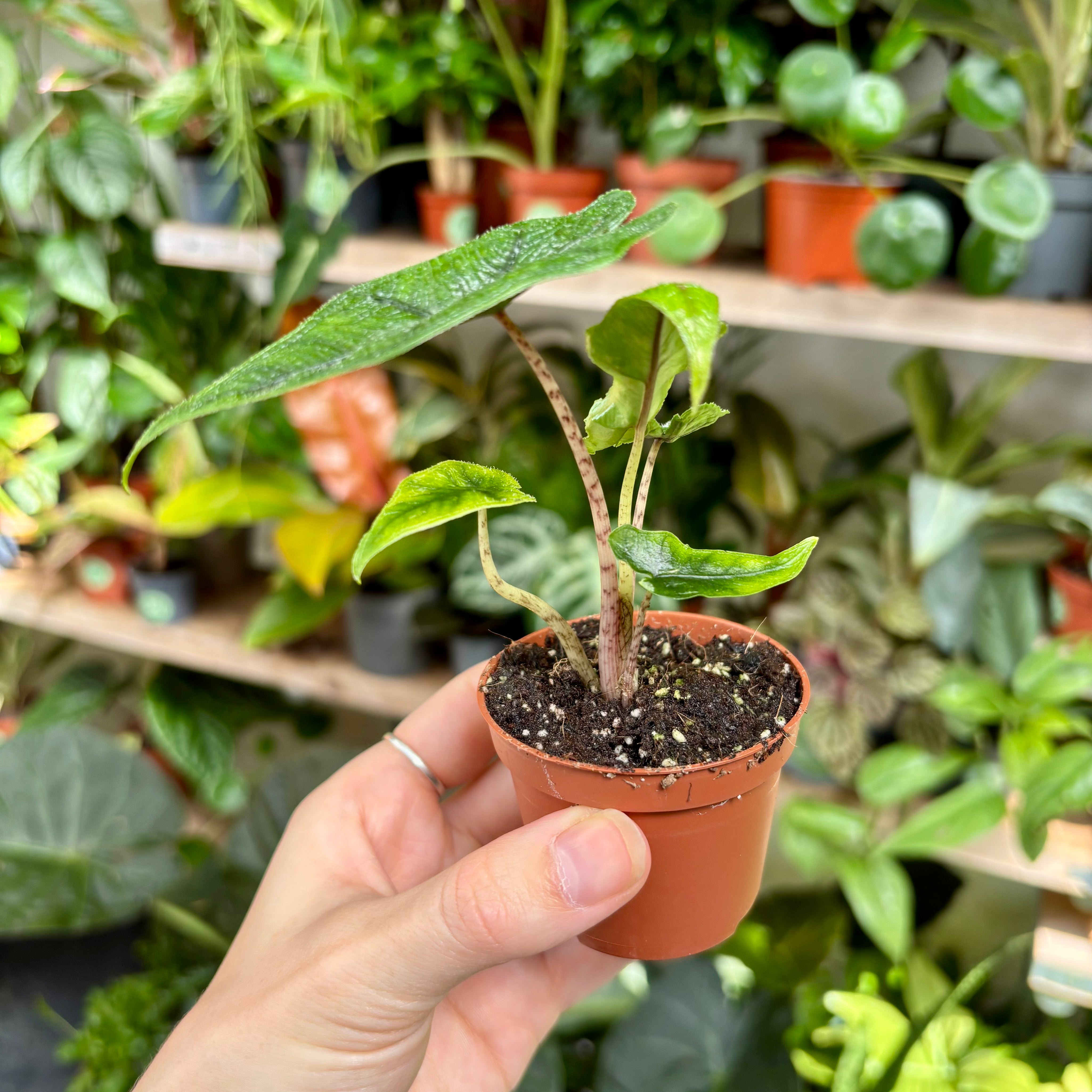 Alocasia Tandurusa 'Jacklyn' in 5-7cm Pot at The Watered Garden