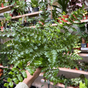 Asplenium Parvati