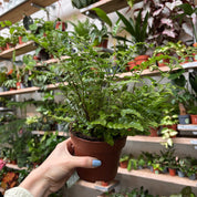 Asplenium Parvati