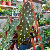 Begonia Maculata Wightii in 11-13cm Pot at The Watered Garden