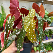 Begonia Maculata Wightii in 11-13cm Pot at The Watered Garden