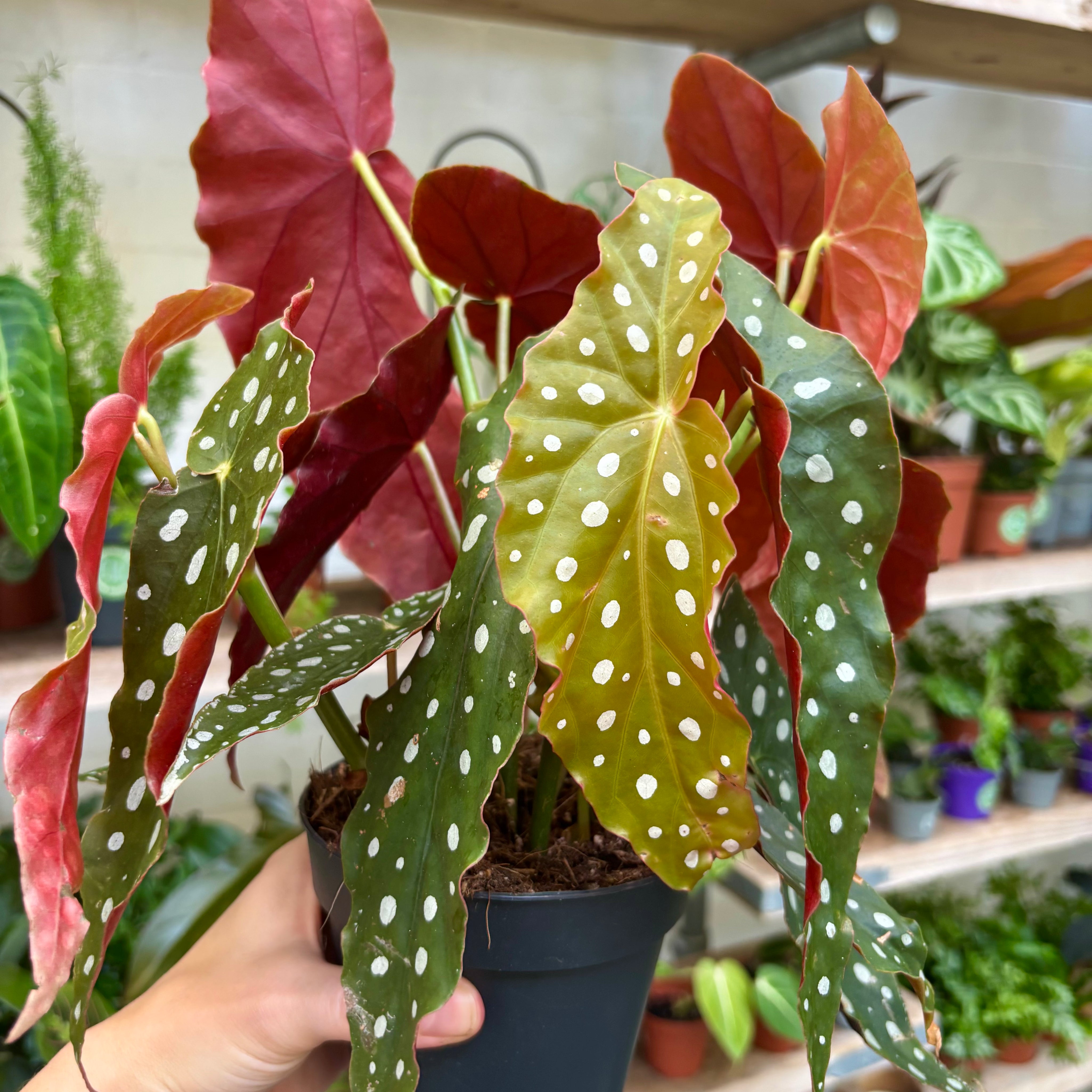Begonia Maculata Wightii in 11-13cm Pot at The Watered Garden