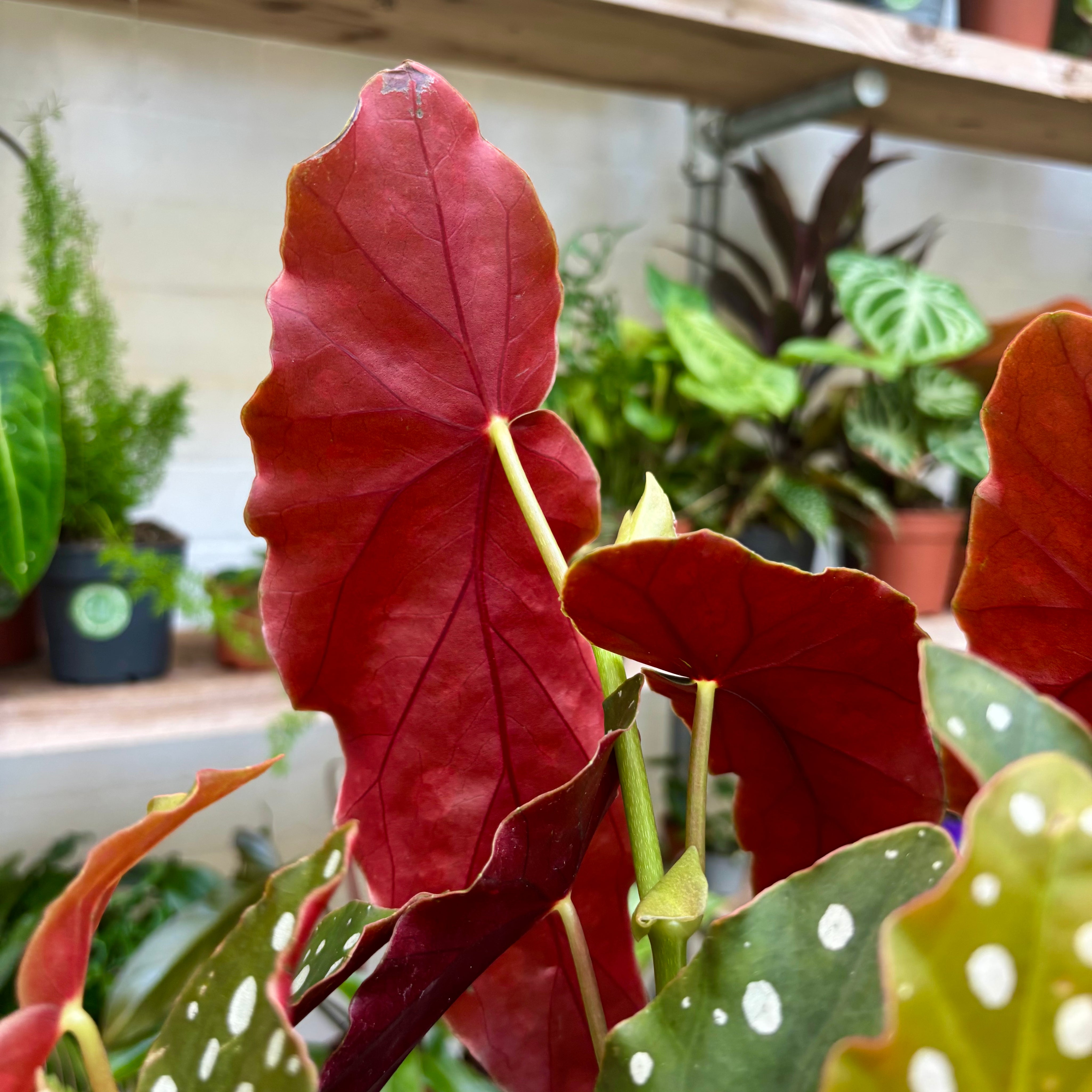 Begonia Maculata Wightii in 11-13cm Pot at The Watered Garden