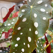 Begonia Maculata Wightii in 11-13cm Pot at The Watered Garden