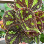 Begonia Masoniana ‘Boulder' in 13 - 15cm Pot at The Watered Garden