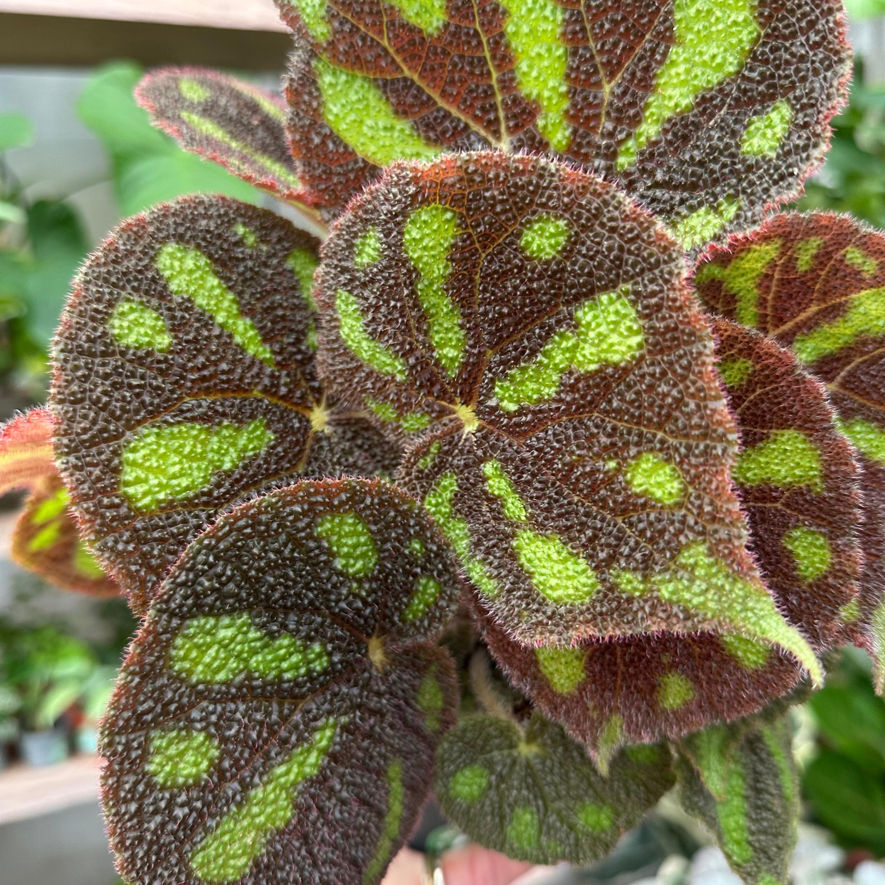 Begonia Masoniana ‘Boulder' in 13 - 15cm Pot at The Watered Garden