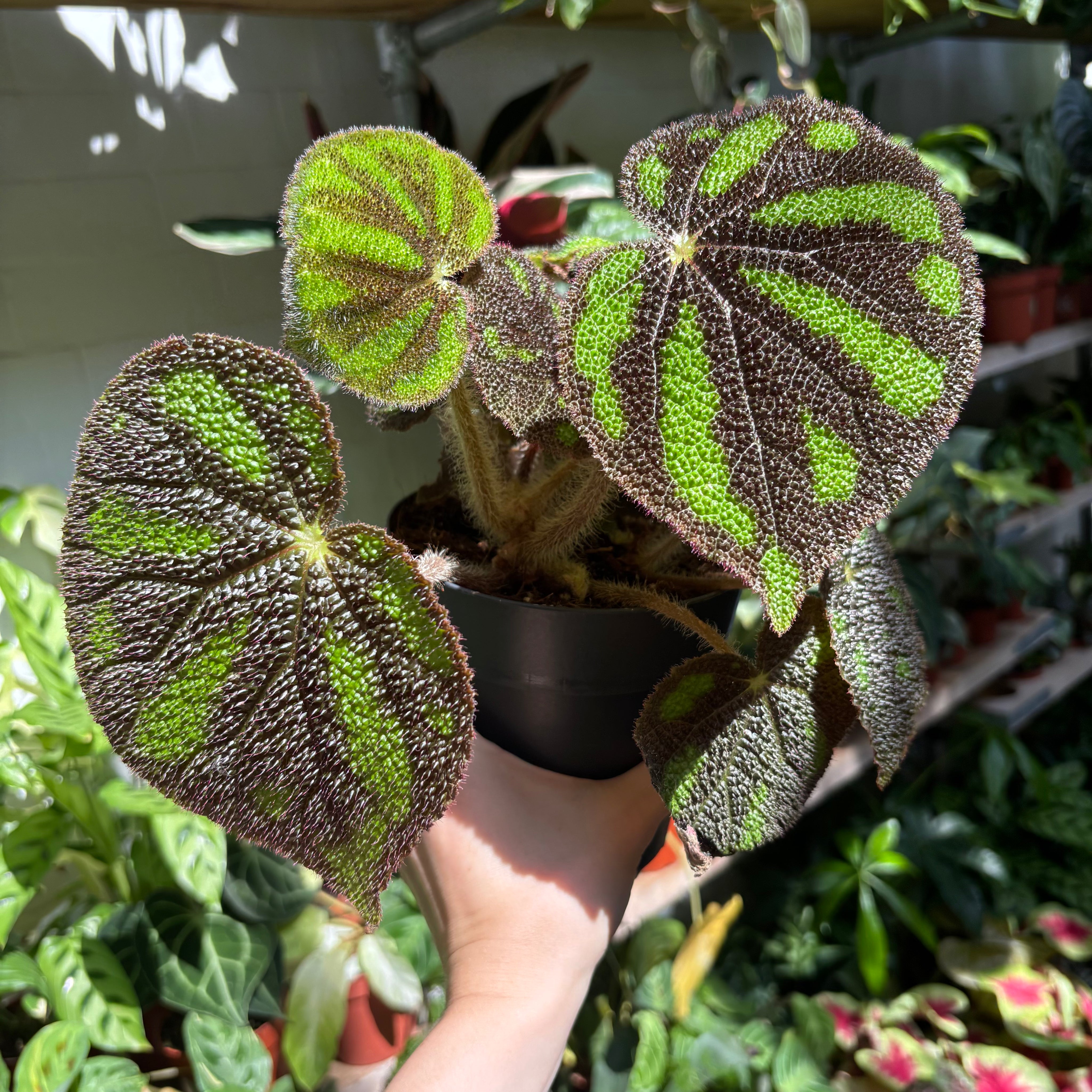 Begonia Masoniana ‘Boulder' in 13 - 15cm Pot at The Watered Garden