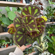 Begonia Masoniana ‘Boulder' in 13 - 15cm Pot at The Watered Garden