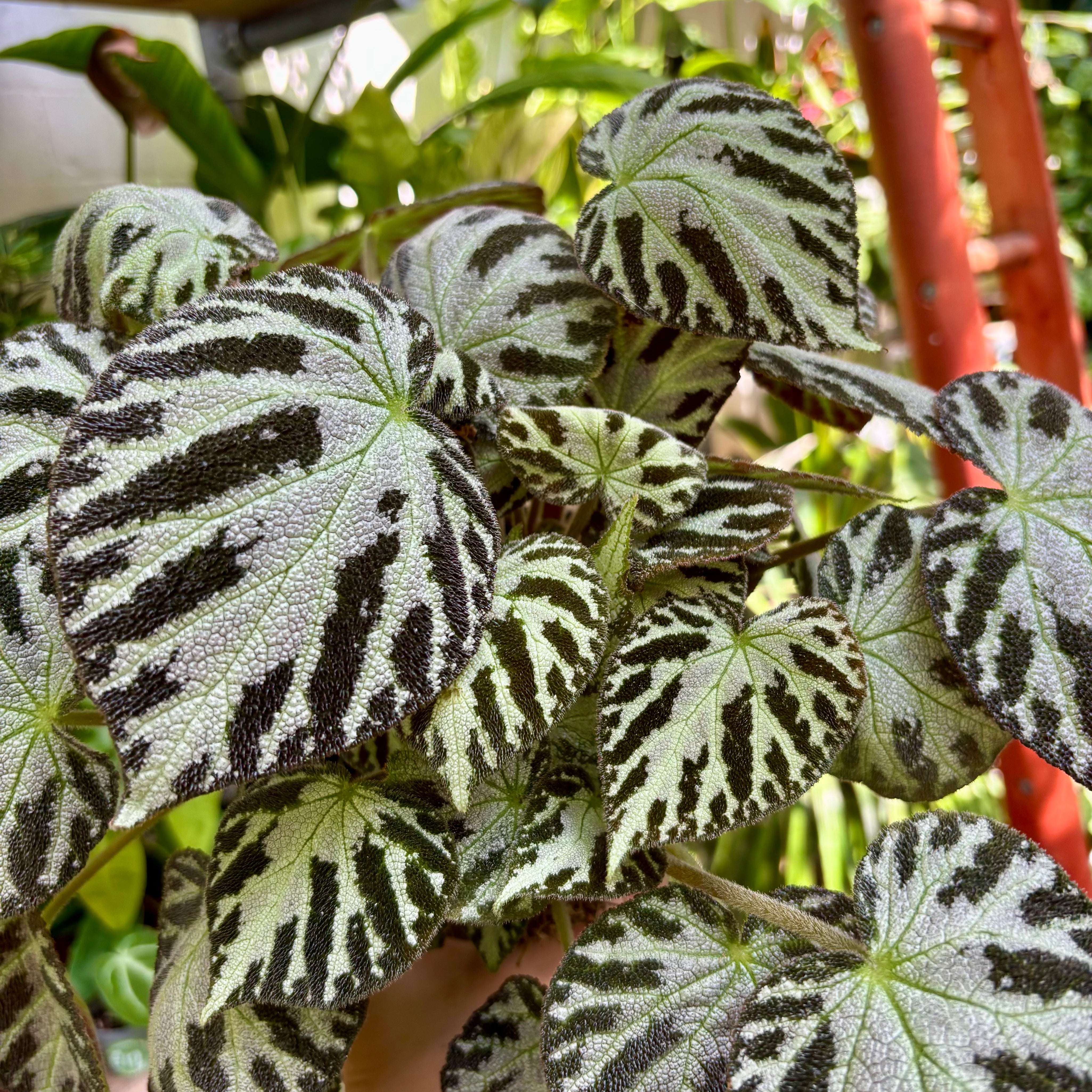 Begonia 'Silver Jewel' in 13 - 15cm Pot at The Watered Garden 