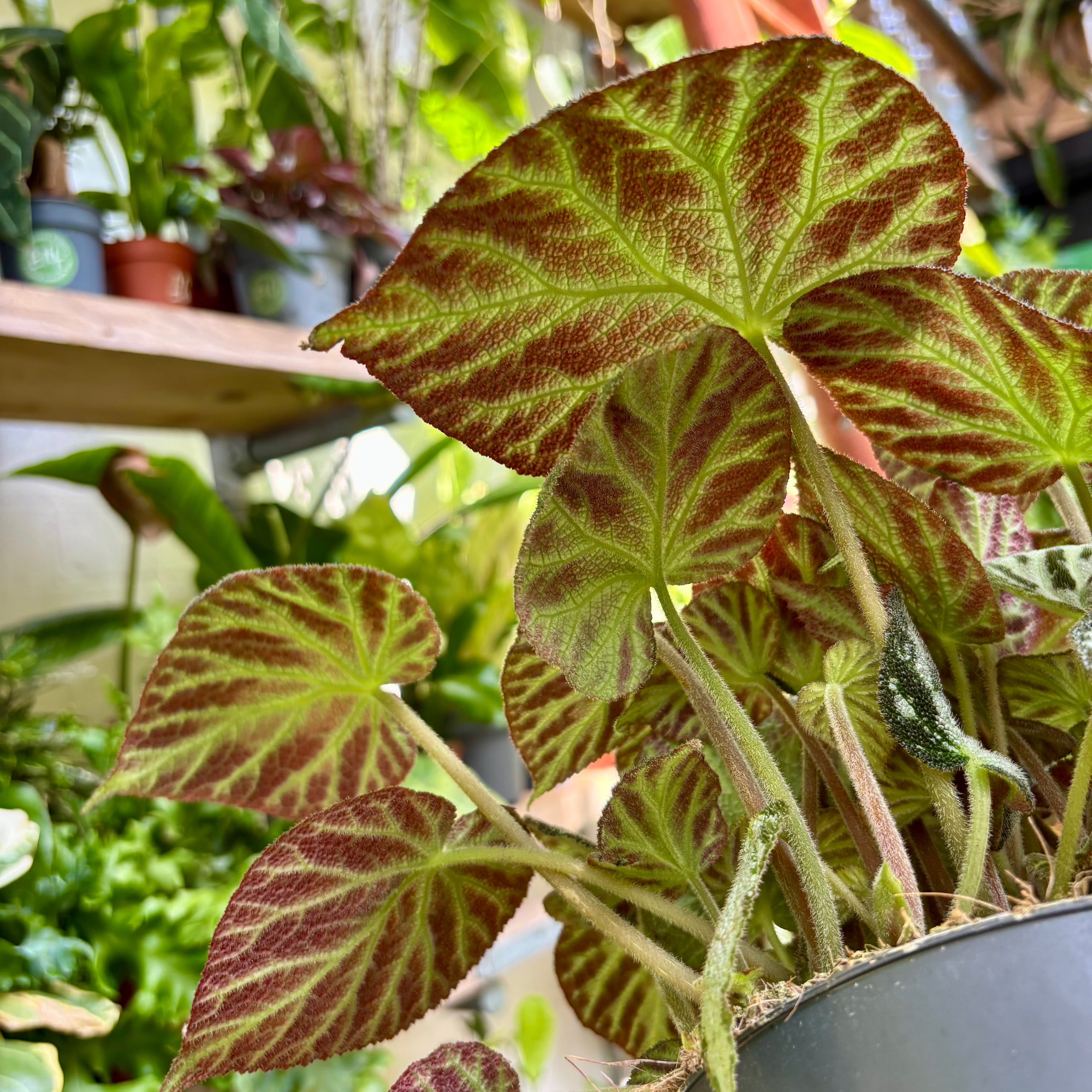 Begonia 'Silver Jewel' in 13 - 15cm Pot at The Watered Garden 