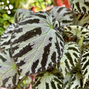 Begonia 'Silver Jewel' in 13 - 15cm Pot at The Watered Garden 