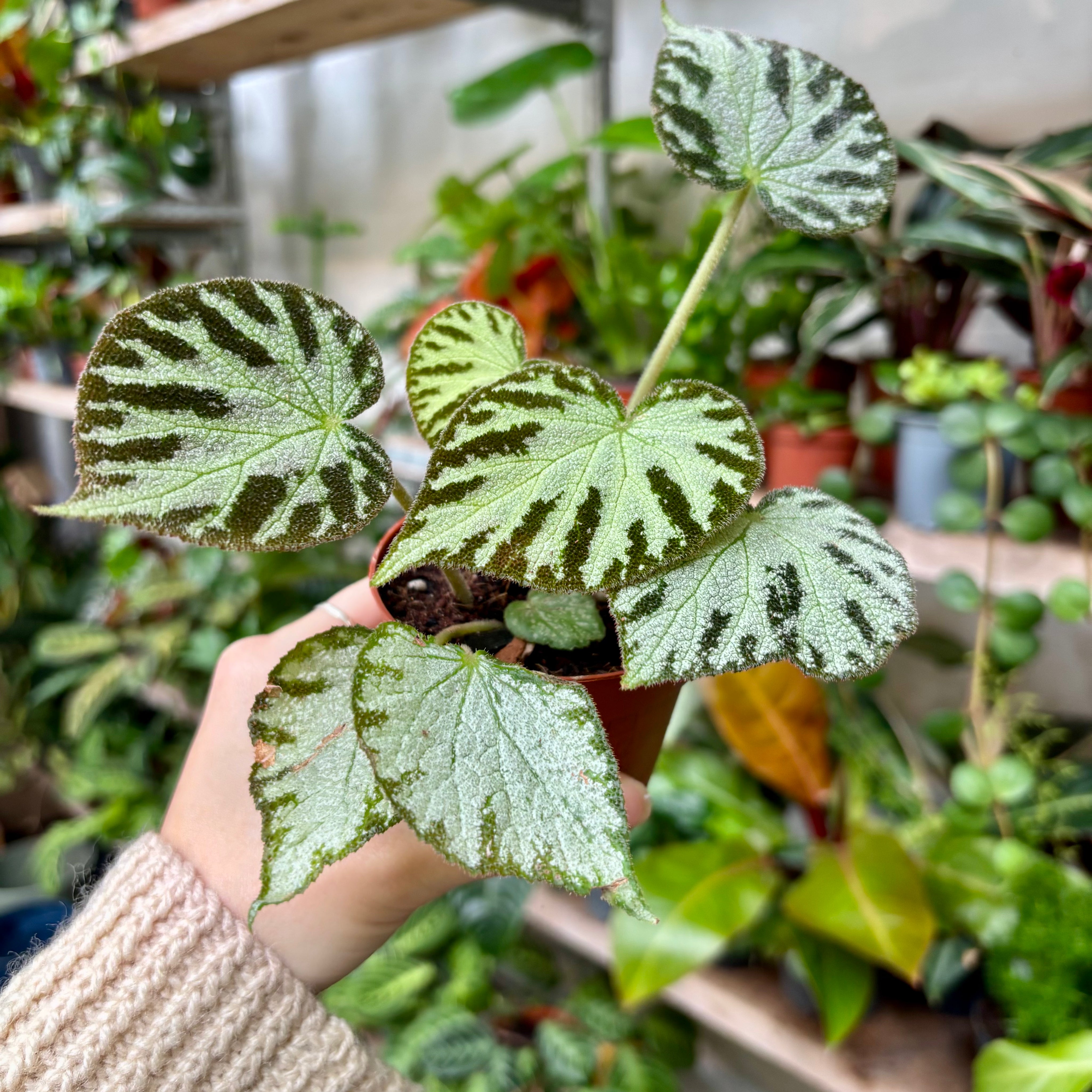 Begonia 'Silver Jewel' in 7 - 9cm Pot at The Watered Garden 