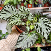 Begonia 'Silver Jewel' in 11 - 13cm Pot at The Watered Garden 