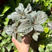 Pilea Cadierei 'Ellen Silver'