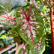 Caladium 'Carolyn Whorton' in 11 - 13cm Pot at The Watered Garden