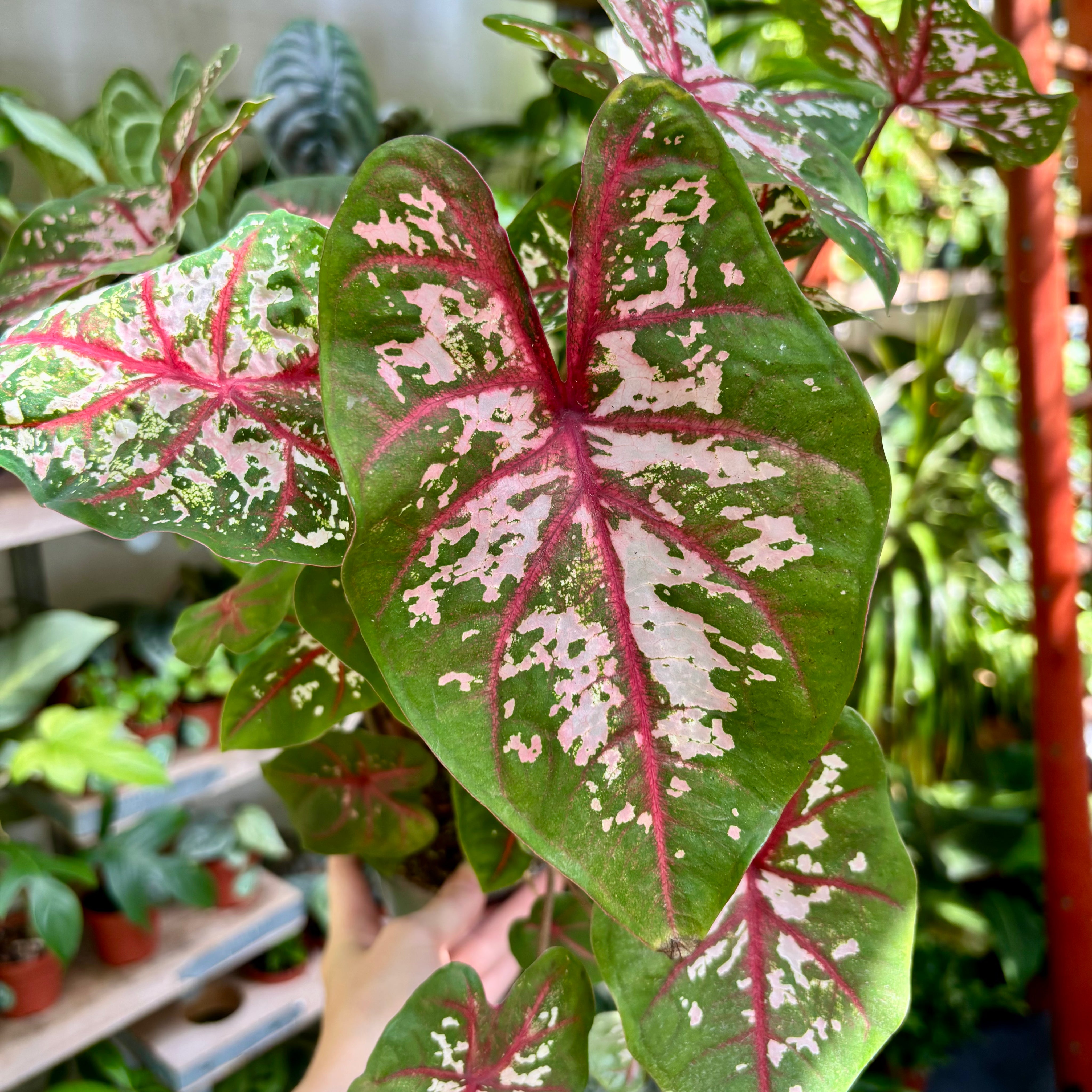 Caladium 'Carolyn Whorton' in 11 - 13cm Pot at The Watered Garden