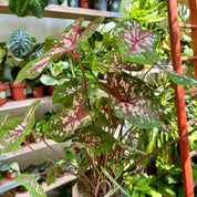 Caladium 'Carolyn Whorton' in 11 - 13cm Pot at The Watered Garden