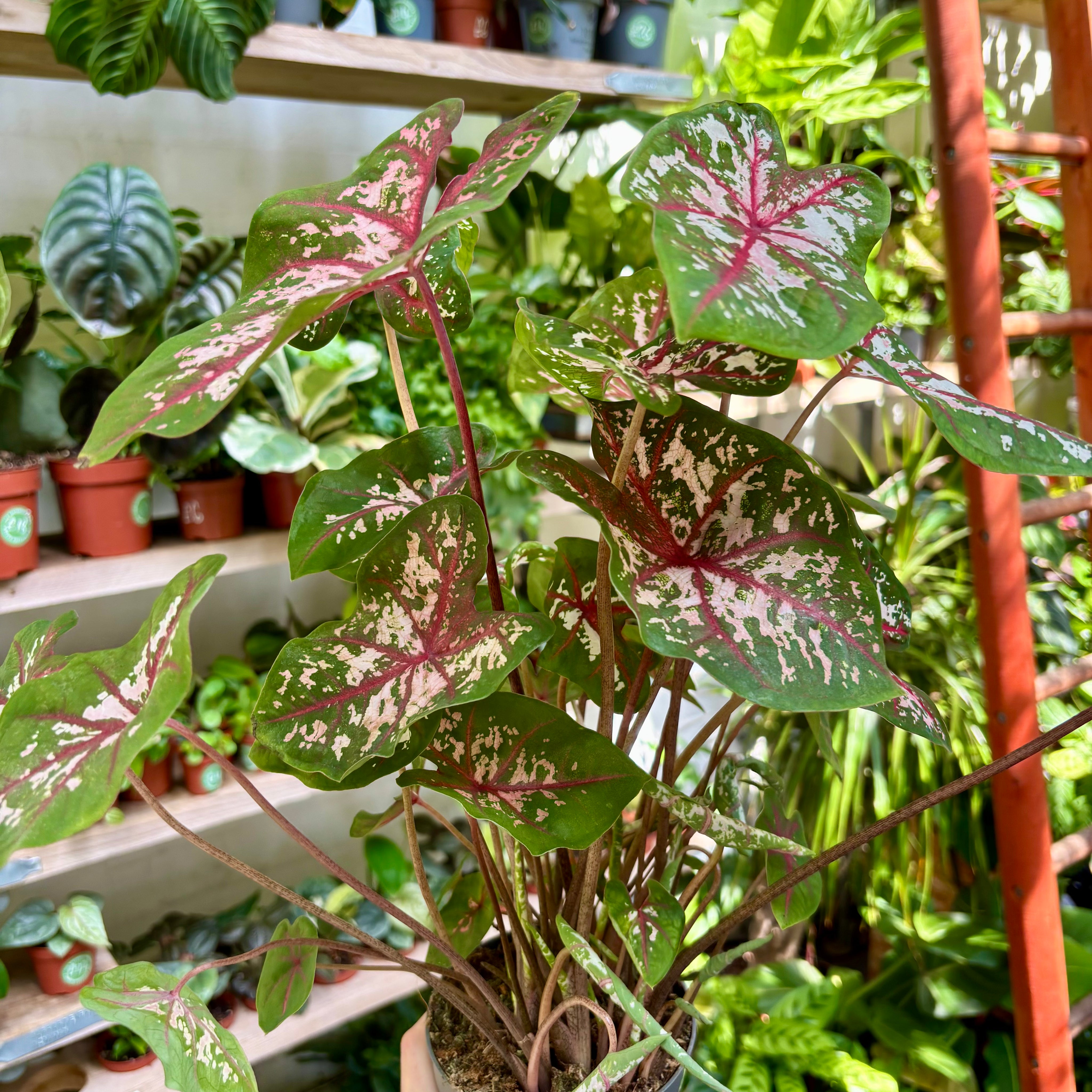 Caladium 'Carolyn Whorton' in 11 - 13cm Pot at The Watered Garden