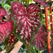 Caladium 'Lance Whorton' in 11 - 13cm Pot at The Watered Garden