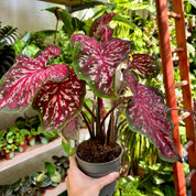 Caladium 'Lance Whorton' in 11 - 13cm Pot at The Watered Garden