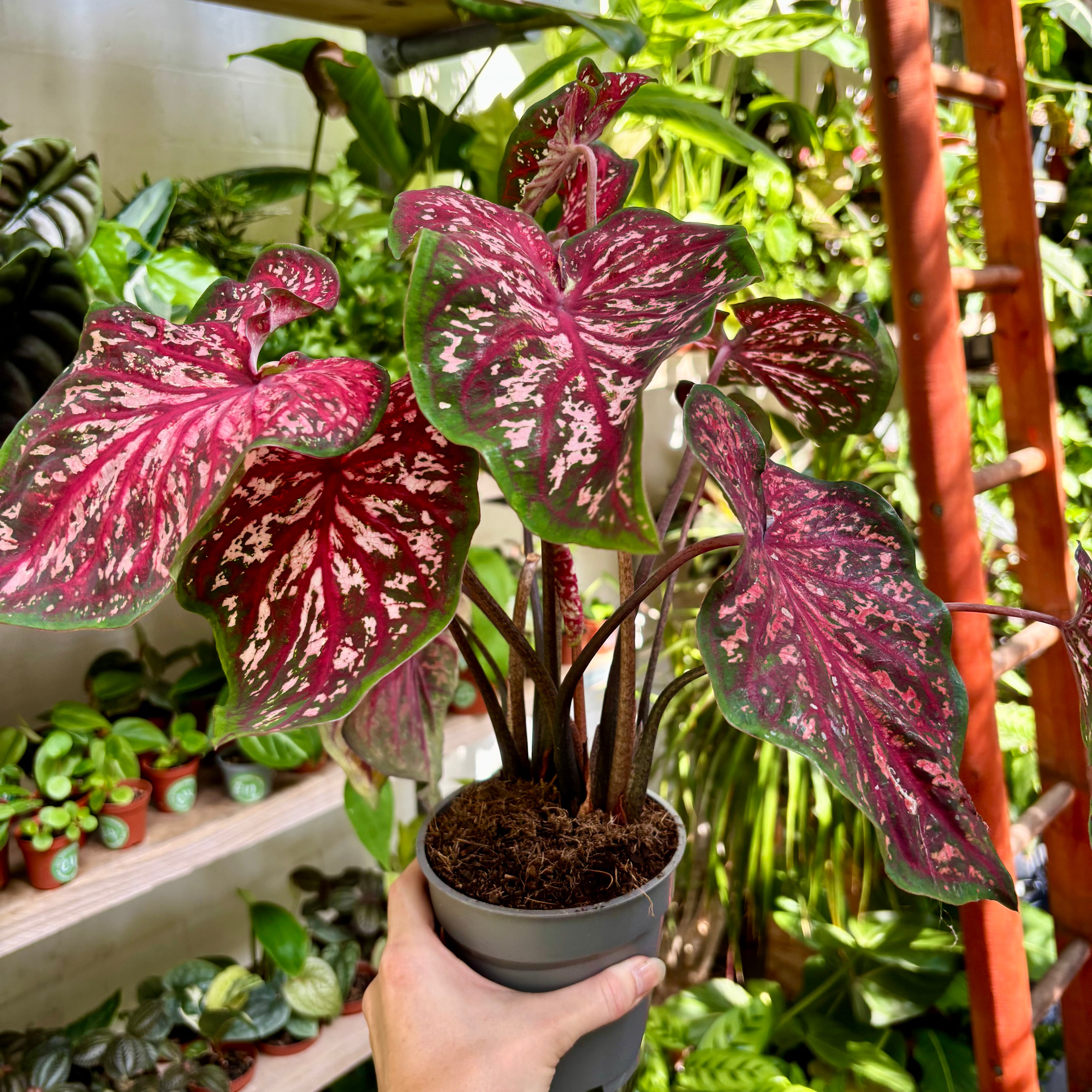 Caladium 'Lance Whorton' in 11 - 13cm Pot at The Watered Garden