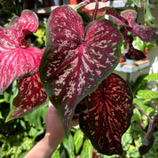 Caladium 'Lance Whorton' in 11 - 13cm Pot at The Watered Garden