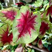 Caladium 'Lemon Blush' in 11 - 13cm Pot at The Watered Garden