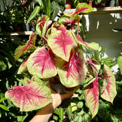 Caladium 'Lemon Blush' in 11 - 13cm Pot at The Watered Garden