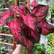 Caladium Red in 11 - 13cm Pot at The Watered Garden