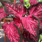 Caladium Red in 11 - 13cm Pot at The Watered Garden