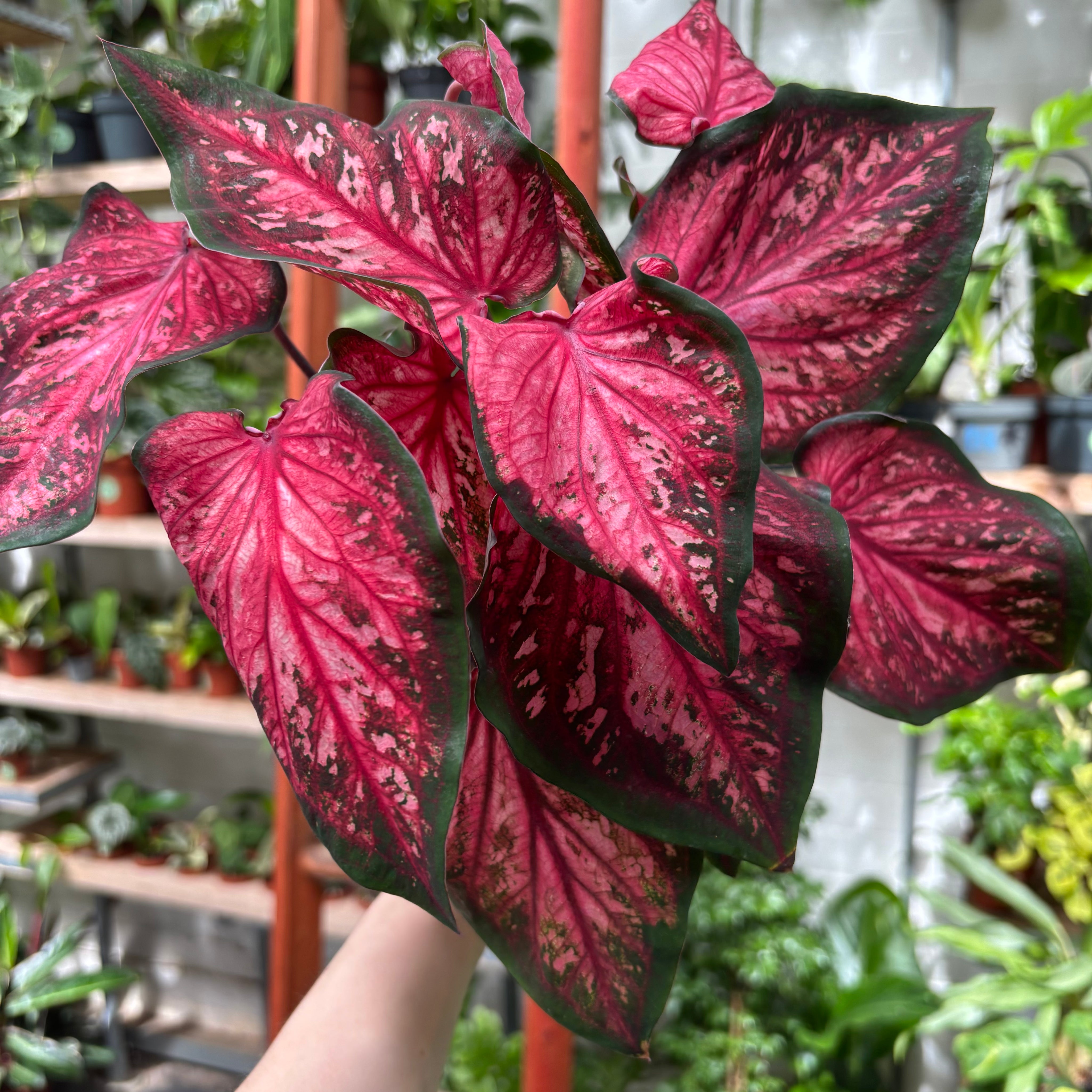 Caladium 'Scarlet Flame' in 11 - 13cm Pot at The Watered Garden