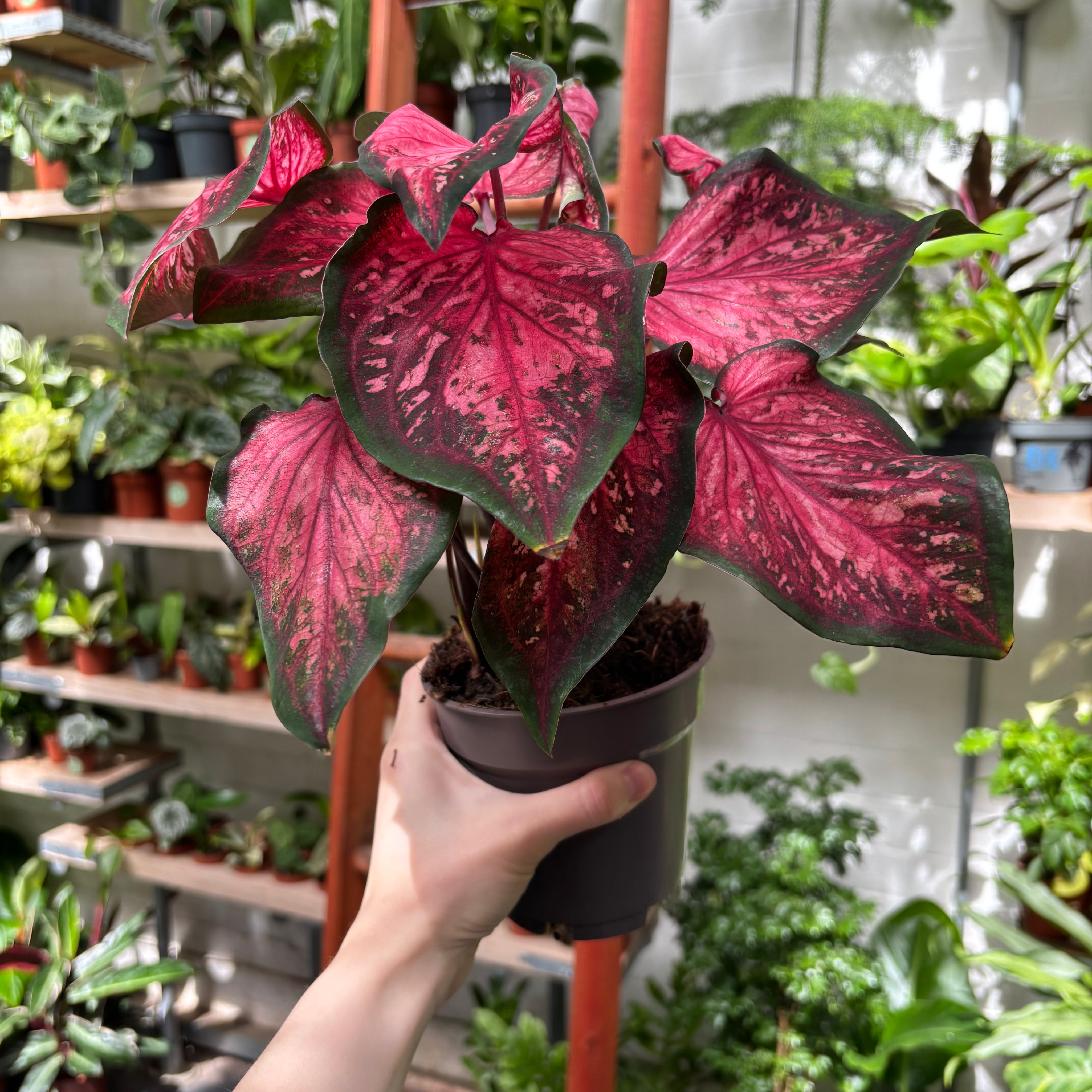 Caladium 'Scarlet Flame' in 11 - 13cm Pot at The Watered Garden