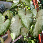 Caladium 'White Delight' In 11 - 13cm Pot at The Watered Garden