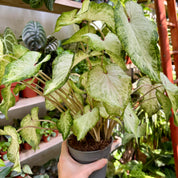 Caladium 'White Delight' In 11 - 13cm Pot at The Watered Garden
