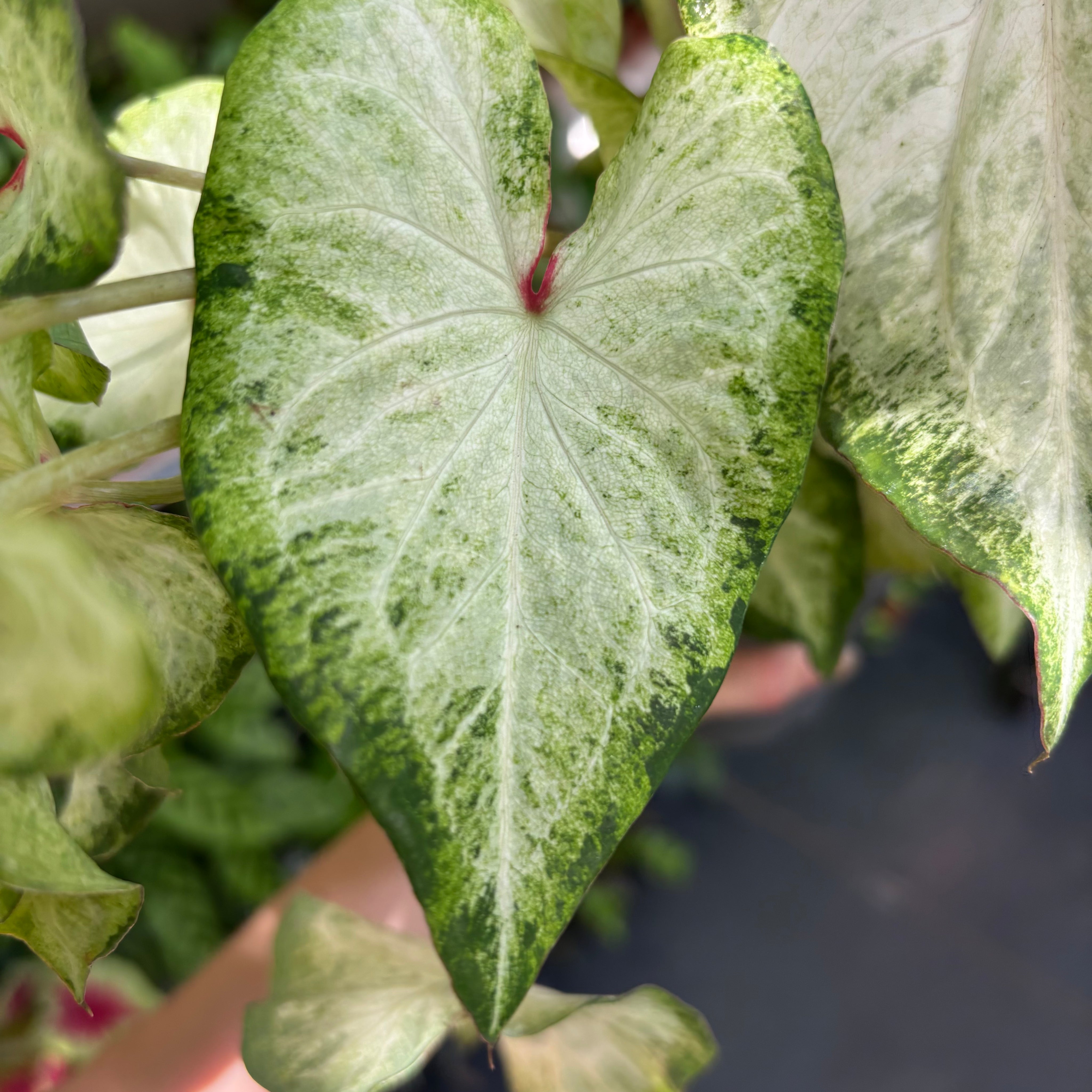 Caladium 'White Delight' In 11 - 13cm Pot at The Watered Garden
