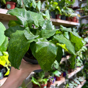 Calathea 'Network'