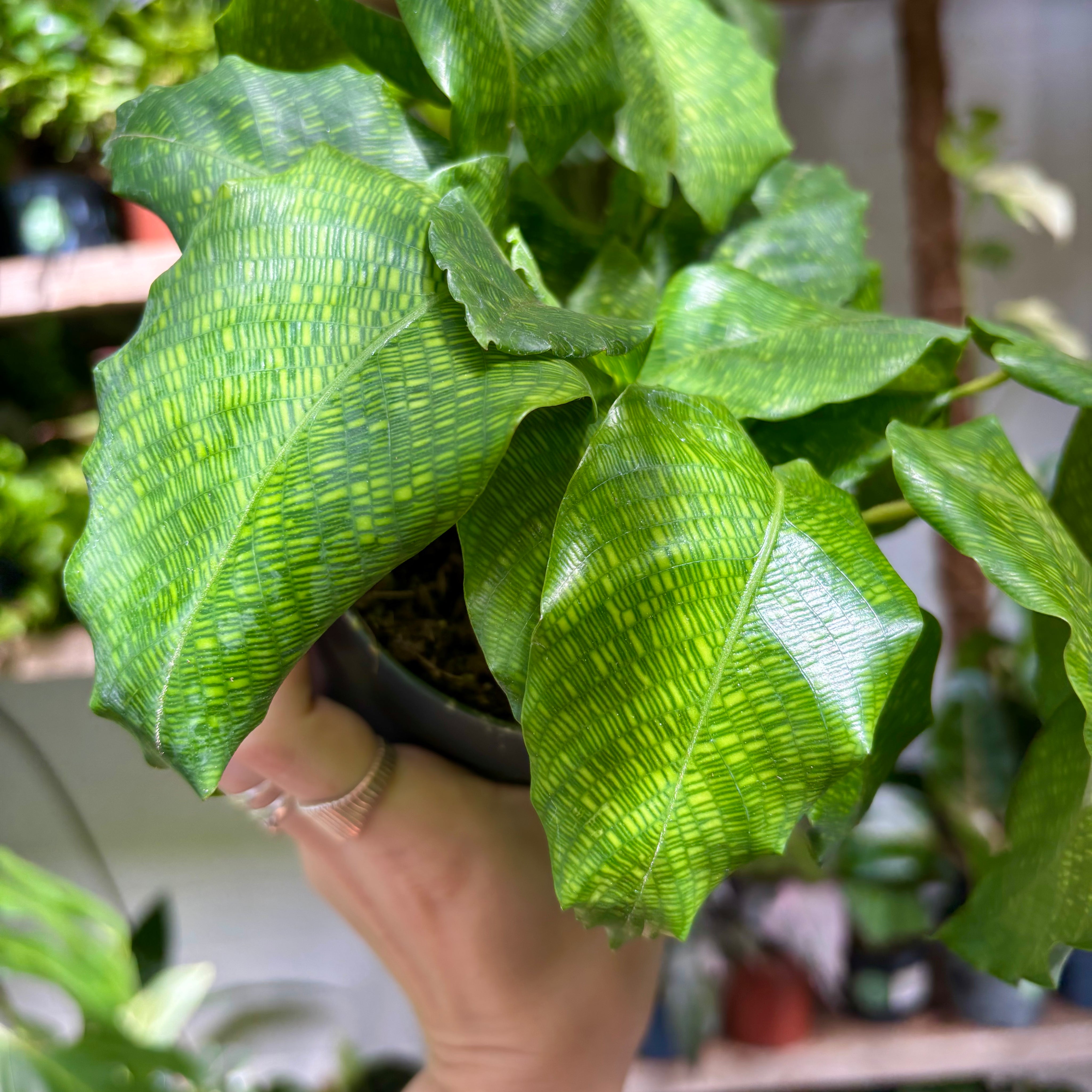 Calathea_Network_002.heic