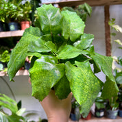 Calathea 'Network'