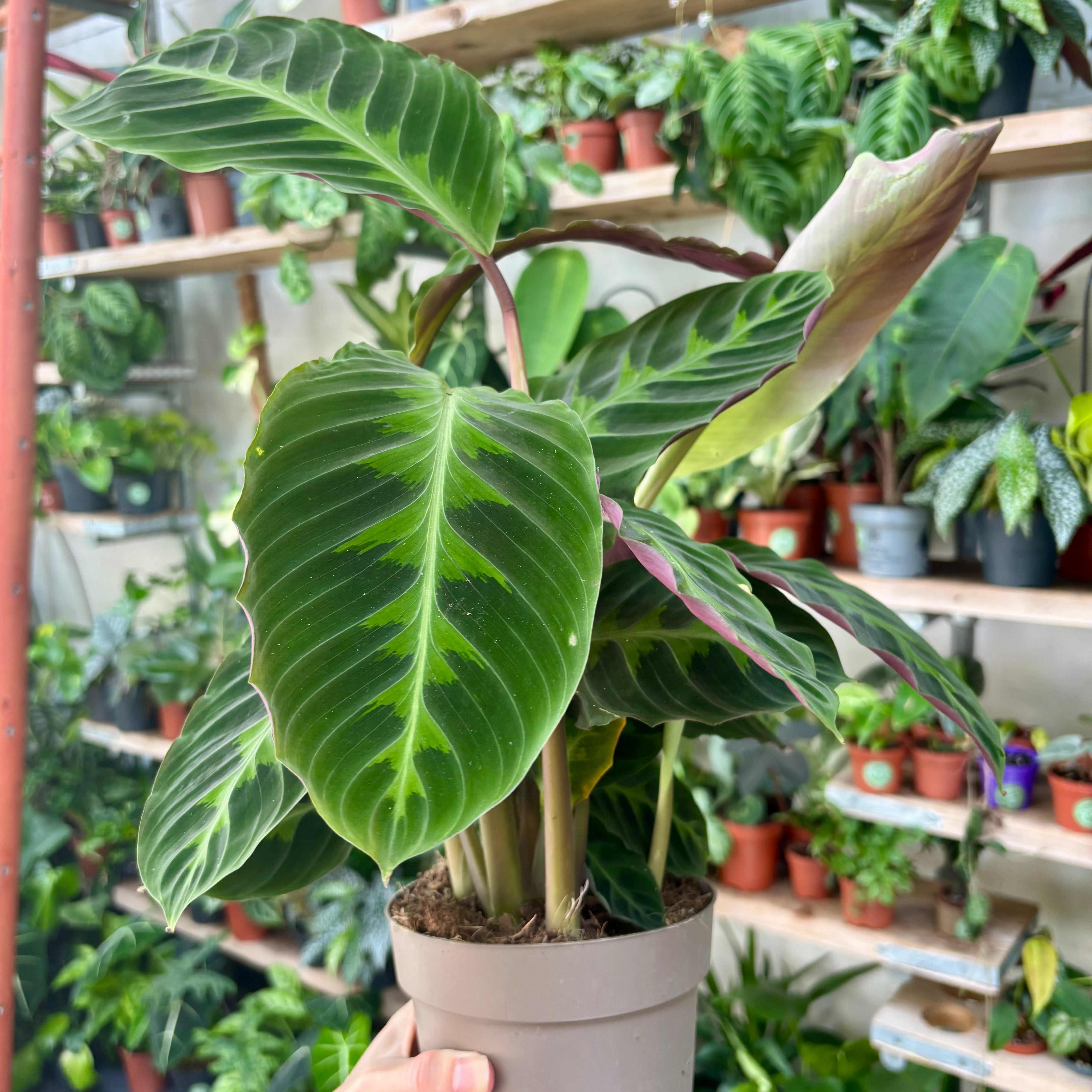 Calathea Warscewiczii in 13 - 15cm Pot at The Watered Garden
