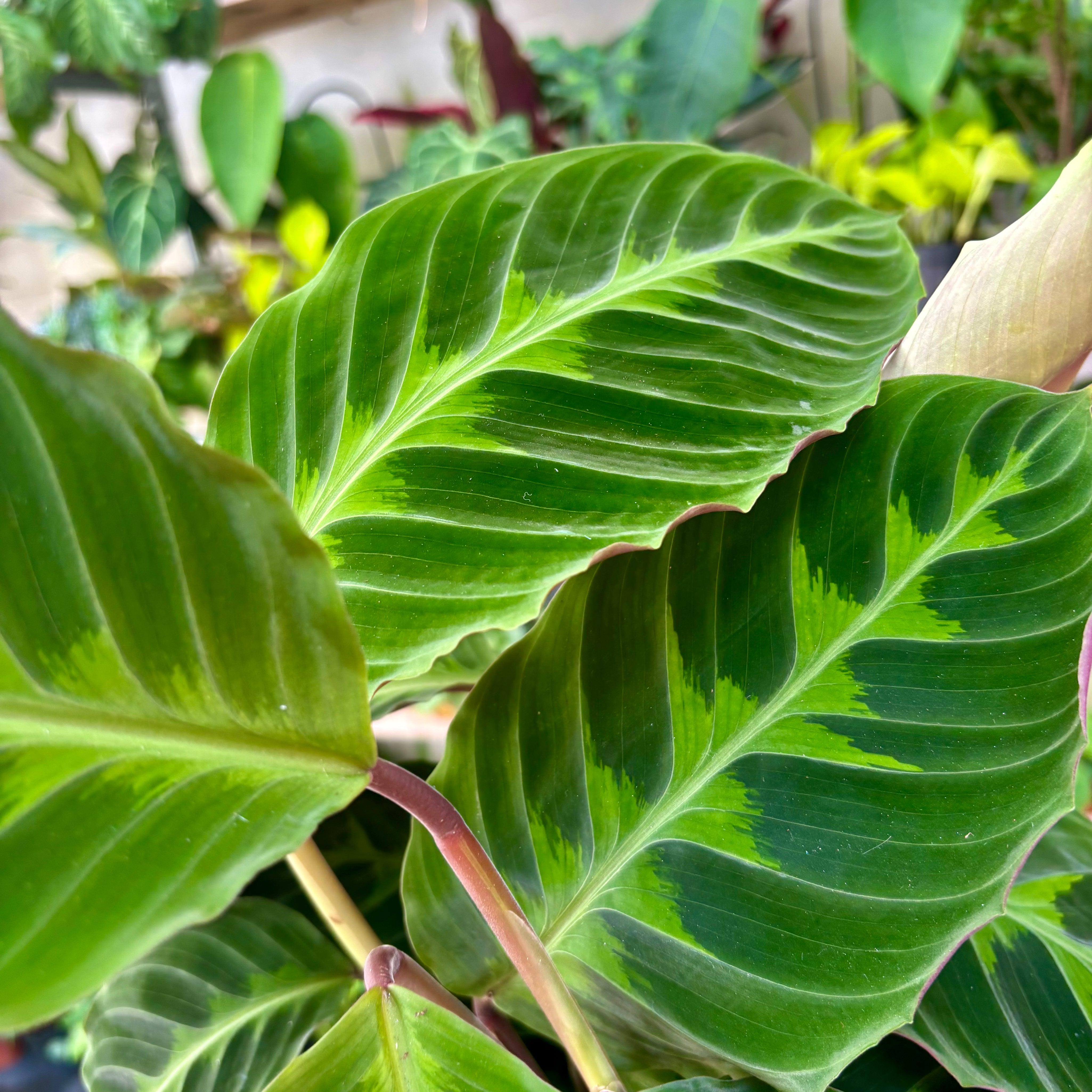Calathea Warscewiczii in 13 - 15cm Pot at The Watered Garden