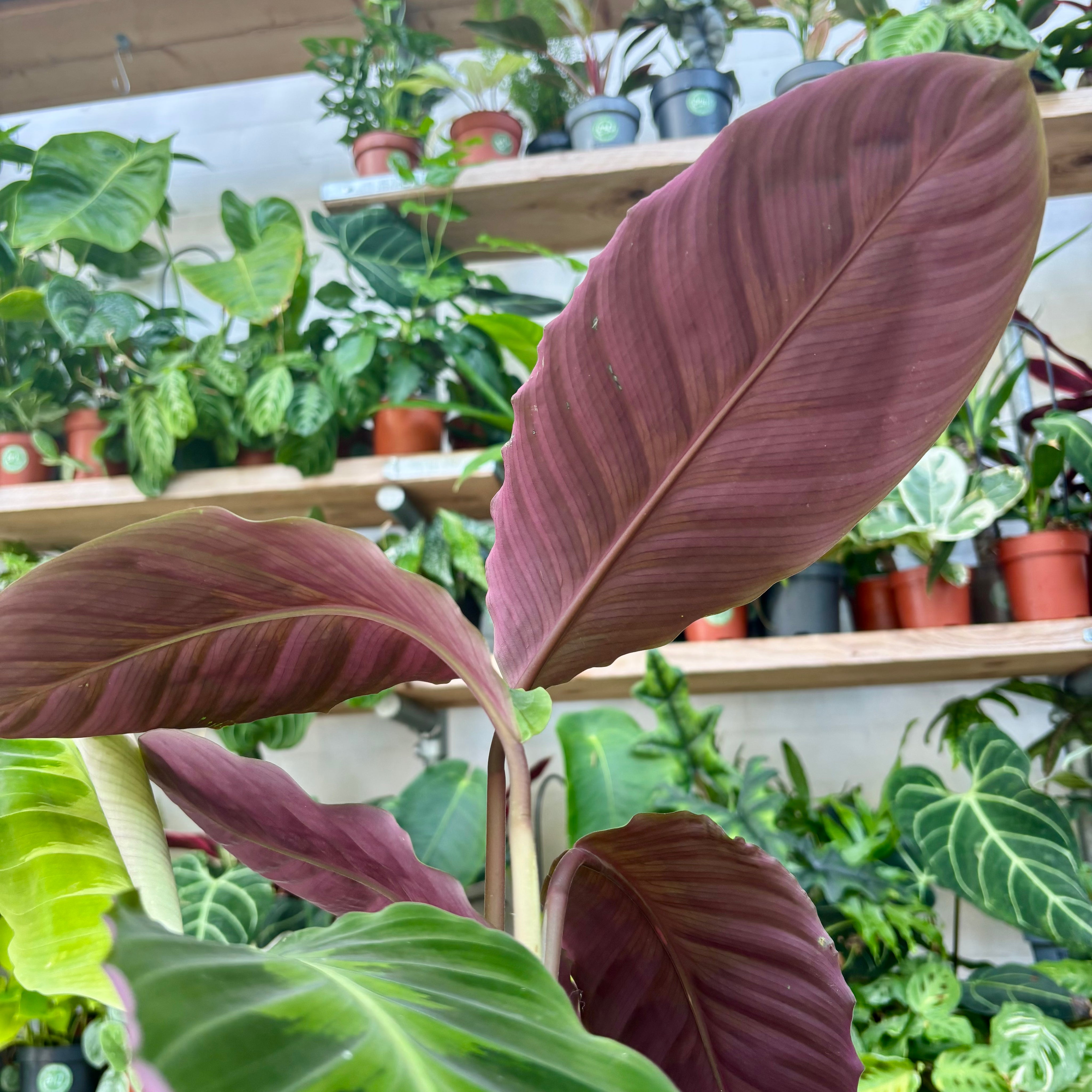 Calathea Warscewiczii in 13 - 15cm Pot at The Watered Garden
